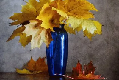 Still Life