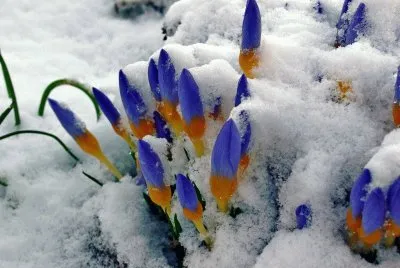 Crocus Popping Up Through the Snow