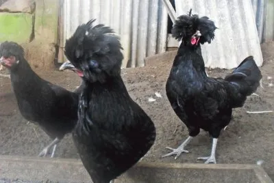 Galinhas Polonesas Negras