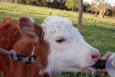 פאזל של desayunando