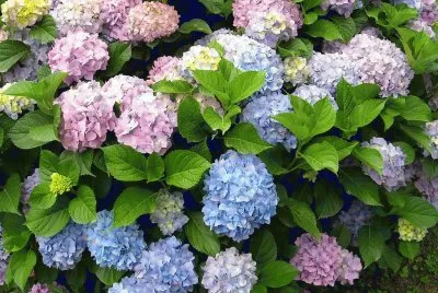 פאזל של hortensias