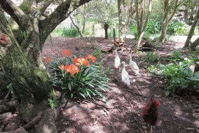 garden