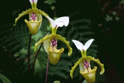 Orquideas7