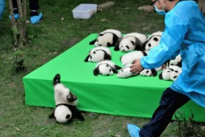 Cachorros de Panda en China