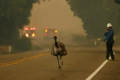 EmÃº escapando de incendio en California