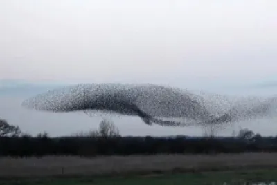 Estorninos en Inglaterra