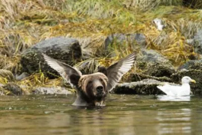 Oso y Aguila
