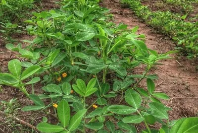 Plantaçao de Amendoim