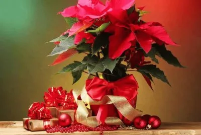 (195) Arranjo natalino