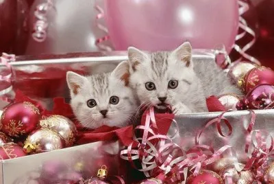 (200) Gatinhos
