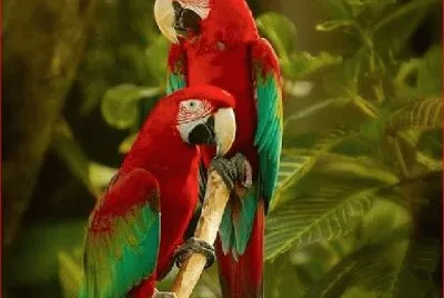 GUACAMAYAS