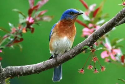 bird