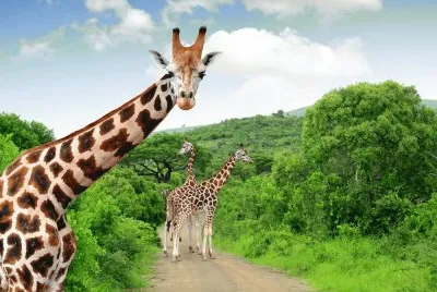Girafas