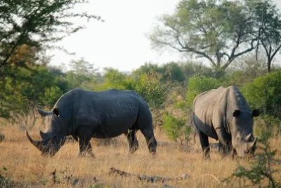 Rinocerontes