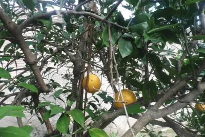 Small oranges