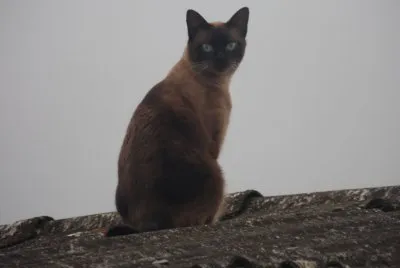 Lara no telhado