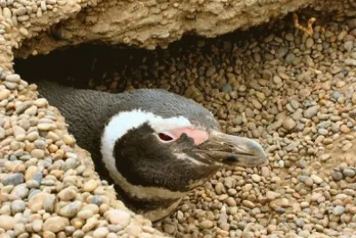 פאזל של pingÃ¼ino chubutense