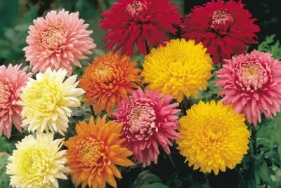 פאזל של crisantemos