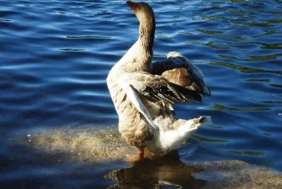 pato