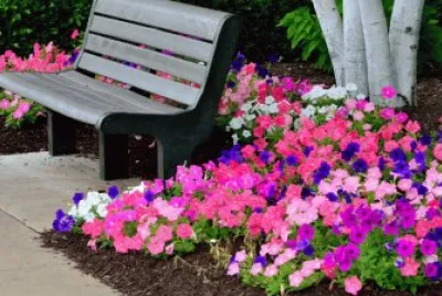 Serene Petunia Garden with Bench-Relax!