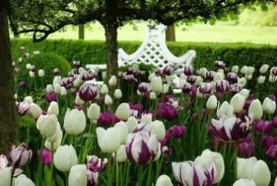 Gorgeous Purple and White Rembrant Tulips