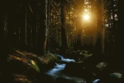 Foresta