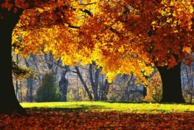 Alberi