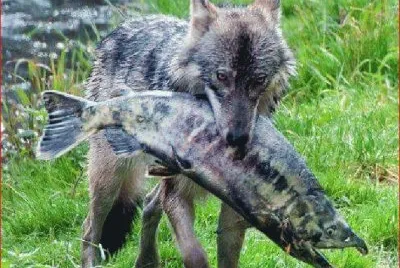 LOBO PESCADOR jigsaw puzzle