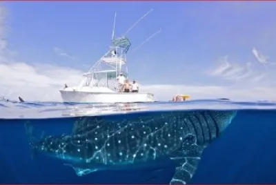 TIBURON BALLENA