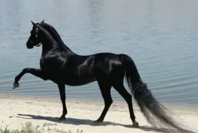 NEGRO AZABACHE