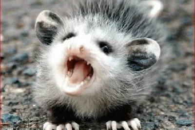 TLACUACHE