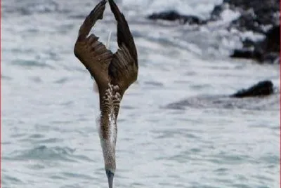 GAVIOTA EN PICADA