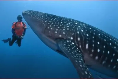 TIBURON BALLENA