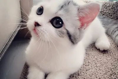 gatito