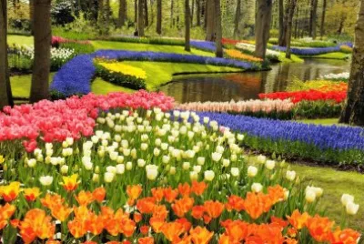 Tulipas, Narcisos e Jacintos