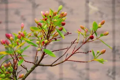 Quaresmeira em botÃµes