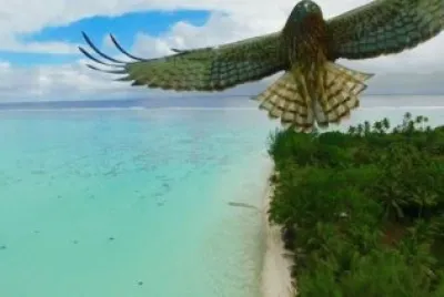 Ataque de un PÃ¡jaro, Polinesia Francesa, por Actua