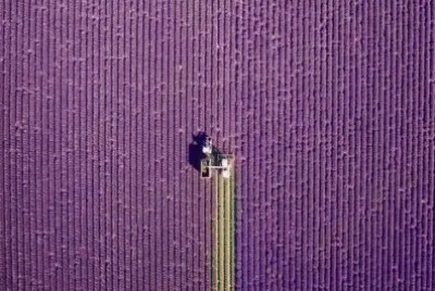 Campos de Lavanda en Valensole, Provenza, Francia, jigsaw puzzle