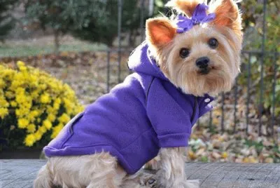 Cute Dog in Winter Hoodie