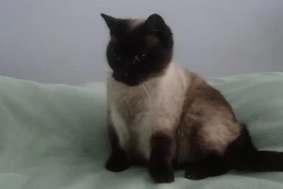 ma misette