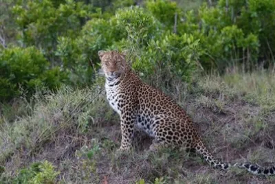 Kenia
