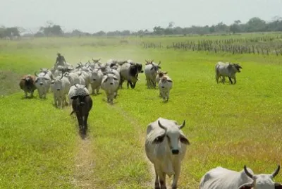 RebaÃ±o. Llanos venezolanos. Venezuela