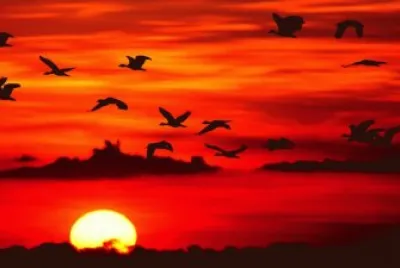 Atardecer llanero. Venezuela