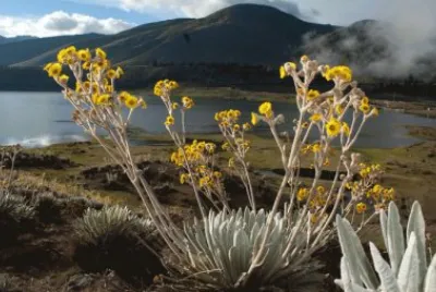 Frailejones. Parque Sierra Nevada MÃ©rida-Venezuela