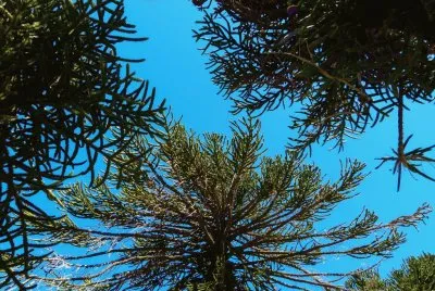 pehuenes jigsaw puzzle