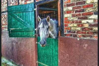 establo jigsaw puzzle