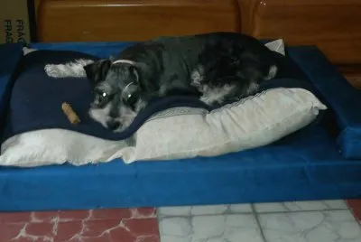 chatos