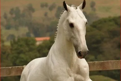TORDILLO PEINADO