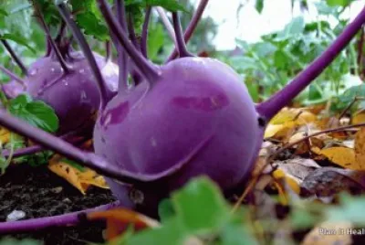 פאזל של Purple Kohlrabi-Cabbage Turnip