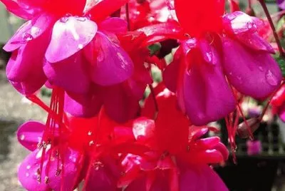 Beautiful Vibrant Fuchsia